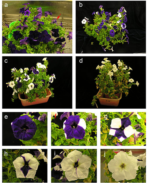 Alternation Of Flower Coloration In Transgenic Petunia - Petunia Aurone (902x602), Png Download
