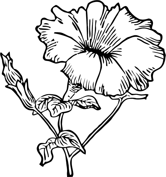 Petunia Flowers Clipart 3 By Jessica - Petunia Clip Art (574x612), Png Download