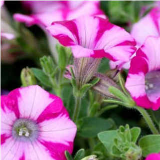 Petunia Surfinia Mini Blast Rose - Surfinia (458x458), Png Download