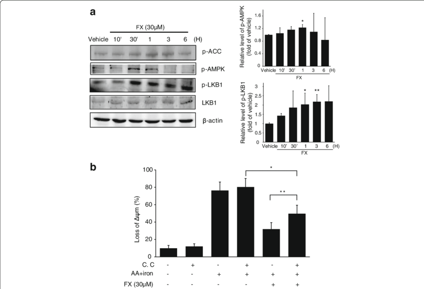Fx-induced The Activation Of Ampk Alleviates Cell Damage - Common Fig (850x580), Png Download