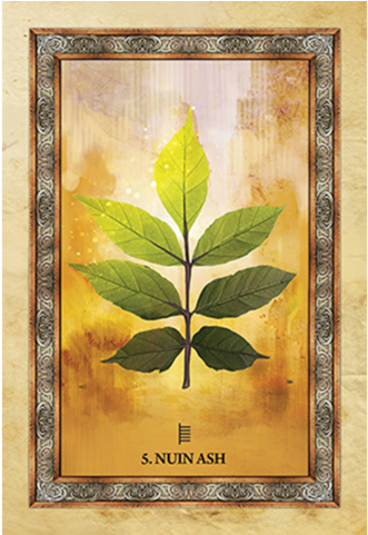 Celtic Tree Oracle (480x480), Png Download