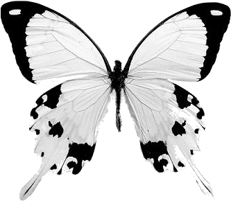 The Papilio Dardanus Swallowtail Is A Light Cream Colored - Jbirdsperch Butterfly Earrings ;real Wings; Yellow (410x308), Png Download