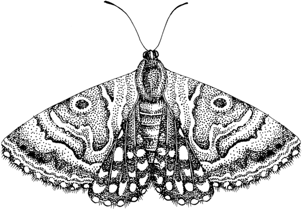 Moth Png Free Download - Moth Black And White Clipart (1024x728), Png Download