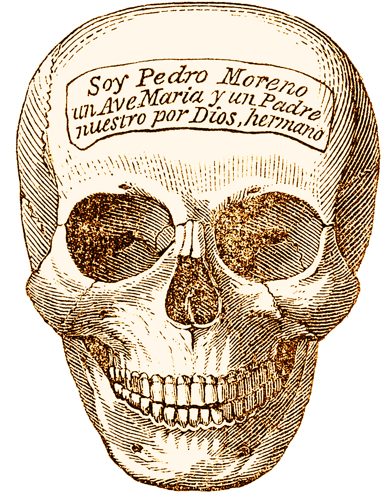 Skeleton Head, Human, Head, Graphics, Bone, Hq Photo - Naturalist Halloween (1920x1920), Png Download