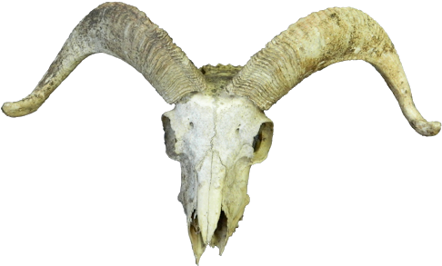 Goat Skull - Google Search - Animal Skull Transparent Png (495x297), Png Download