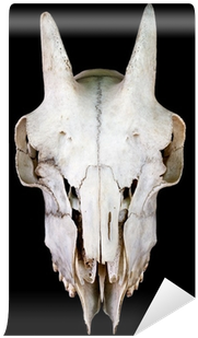 Skull (400x400), Png Download
