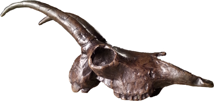 Billy Goat - Skull (900x400), Png Download