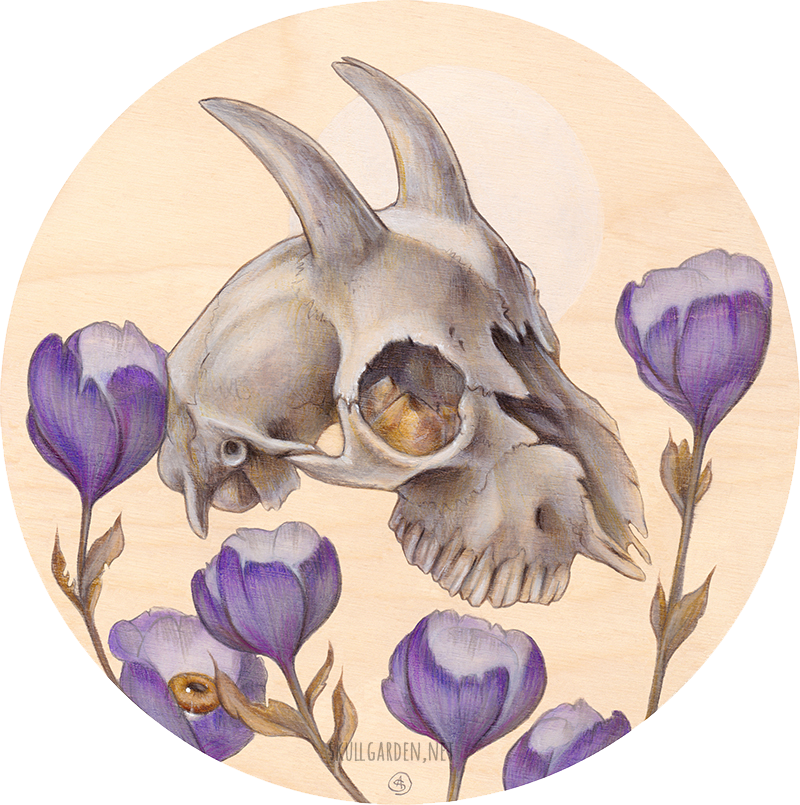 Goat Skull With Poppies, - Goat (800x805), Png Download