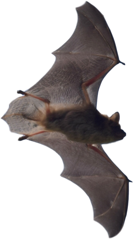 Bat Problems In Michigan - Michigan Bat (606x1023), Png Download