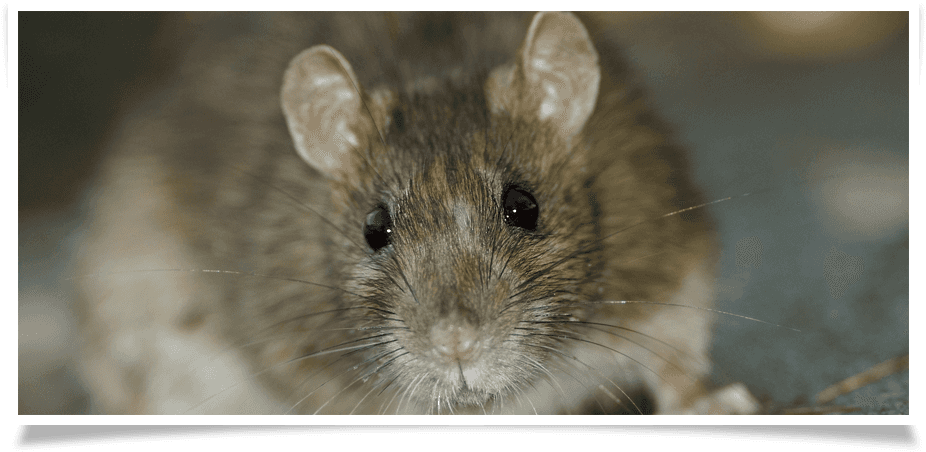 It's Never Pleasant To Have Rats Around Your Home - Ww1 Rat (1050x497), Png Download