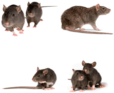 Rats - Bonazza Plug-in Ultrasonic Pest Repeller Best St (400x400), Png Download