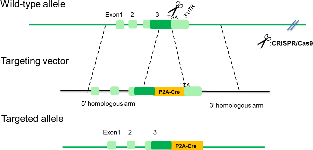 B Drd1 Cre Rats - Portable Network Graphics (1269x631), Png Download