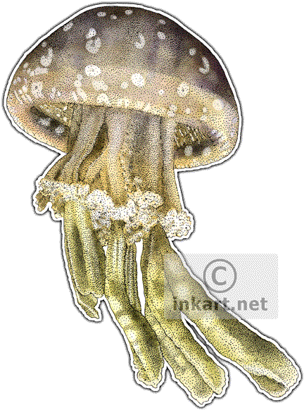 Spotted Jellyfish Decal - Jellyfish Of The World Queen Duvet (434x590), Png Download