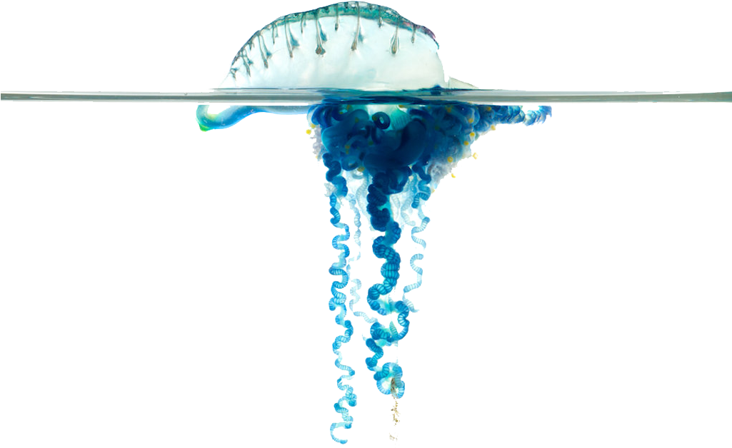 Bluebottle (1024x768), Png Download