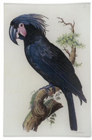 Black Cockatoo - Yellow-tailed Black Cockatoo (500x500), Png Download