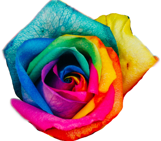Android Wallpaper Hd Rose Flower (548x480), Png Download