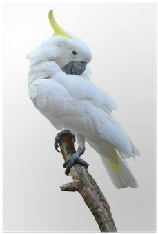Cockatoo (400x400), Png Download
