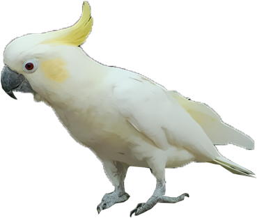 Yellow-crested Cockatoo - Sulphur-crested Cockatoo (400x400), Png Download