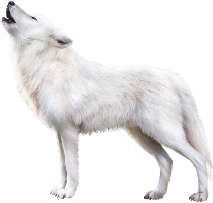 Arctic Fox Png Download Image - Transparent White Fox Png (800x744), Png Download