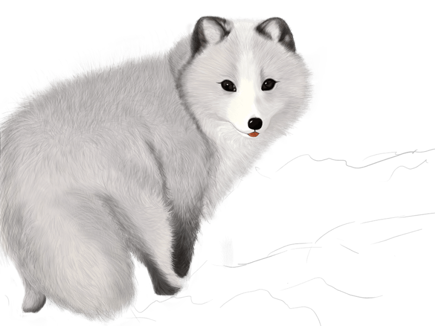 Free Png Fox Png Images Transparent - Raposa Do Artico Png (850x637), Png Download