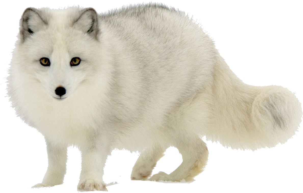 Arctic Fox Png Transparent Image - Arctic Fox (1600x1000), Png Download