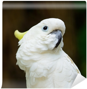 Sulphur-crested Cockatoo (400x400), Png Download