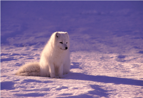 Arctic Fox - Beautiful Arctic Fox Sitting In The Snow Journal (500x500), Png Download