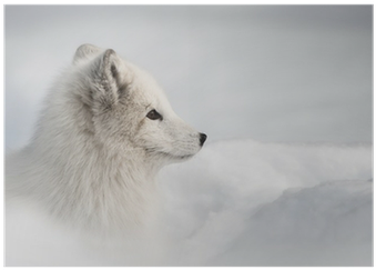 Arctic Fox Framed Print (203mm X 305mm 8in X 12in) (400x400), Png Download