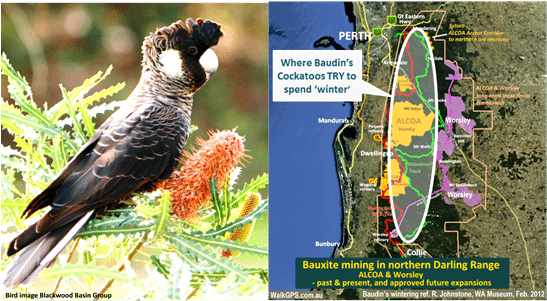 Baudins Cockatoo And Wintering Area Walkgps Sept2017 - African Grey (546x386), Png Download