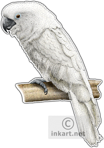White Cockatoo Parrot Decal - White Cockatoo Greeting Card (415x590), Png Download