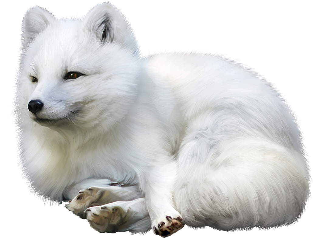 Arctic Fox Tier Wallpaper Cute Animals Winter Tube - Arctic Fox (1107x1100), Png Download
