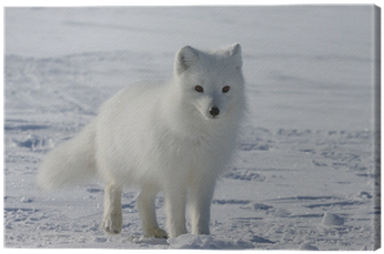 Arctic Fox (400x400), Png Download