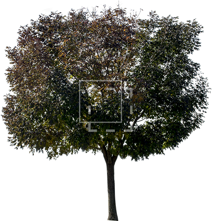 Dark Purple Tree - Purple (450x450), Png Download