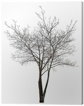Bare Maple Tree (400x400), Png Download