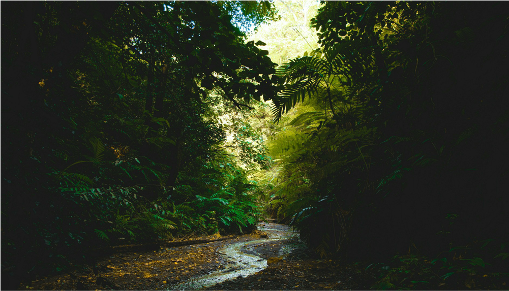 Forest (1000x1000), Png Download