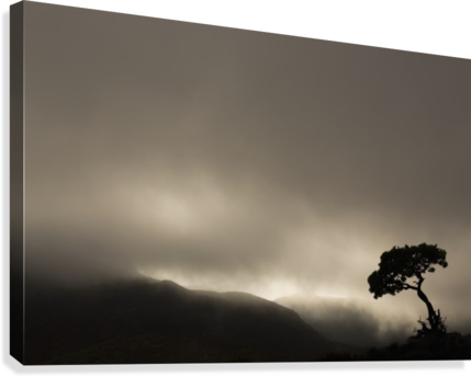 Silhouette Of A Tree Against A Stormy Sky In Richtersveld (429x344), Png Download