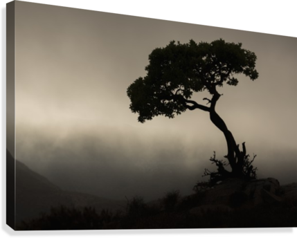 Silhouette Of A Tree Against A Stormy Sky In Richtersveld (429x344), Png Download