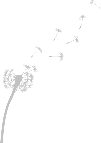 Drawn Dandelion Transparent - Dandelion Transparent Icon Png (353x500), Png Download