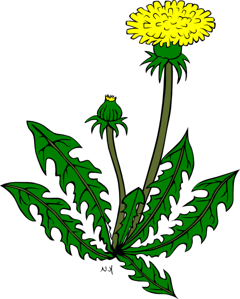 Flower Dandelion Clip Art At Clker Com Vector Clip - Clip Art (480x599), Png Download