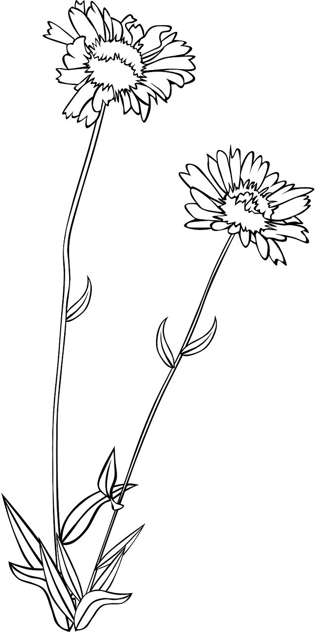 Vector Graphics,free Pictures, Free - Wild Flowers Drawing Png (640x1280), Png Download