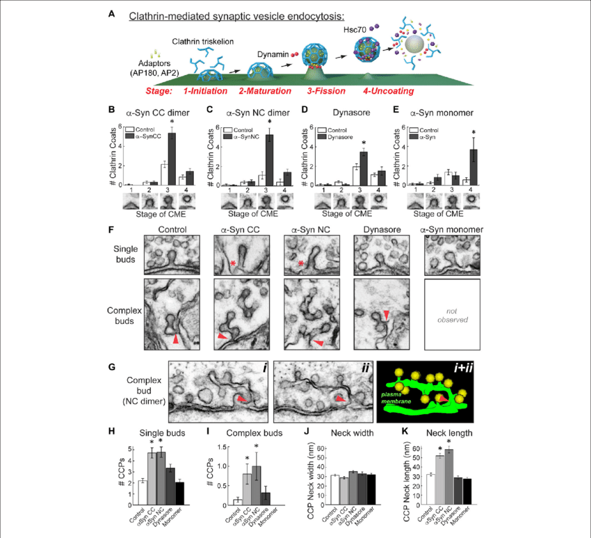 Α Synuclein Dimers Inhibit Vesicle Fission And Induce - Receptor-mediated Endocytosis (850x774), Png Download