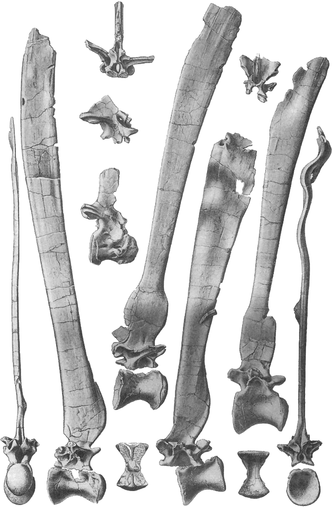 Spinosaurus Vertebrae (686x1042), Png Download