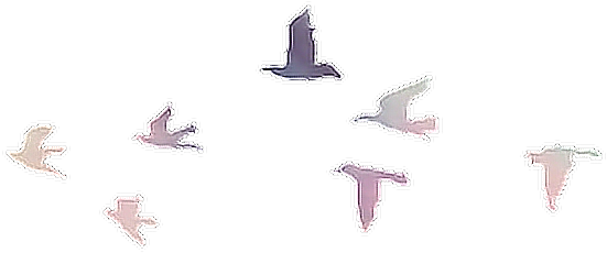 Report Abuse - Pajaros Tumblr Png (690x422), Png Download