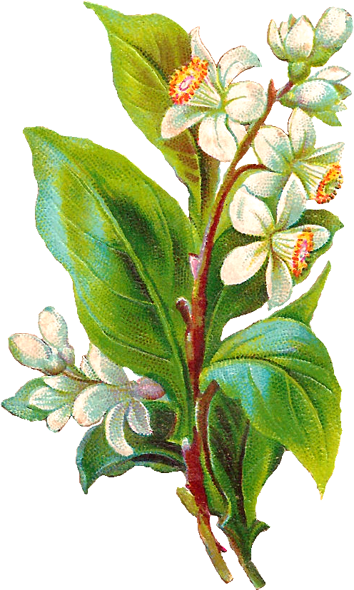 Vintage Flower Illustration Png - Illustration (596x949), Png Download