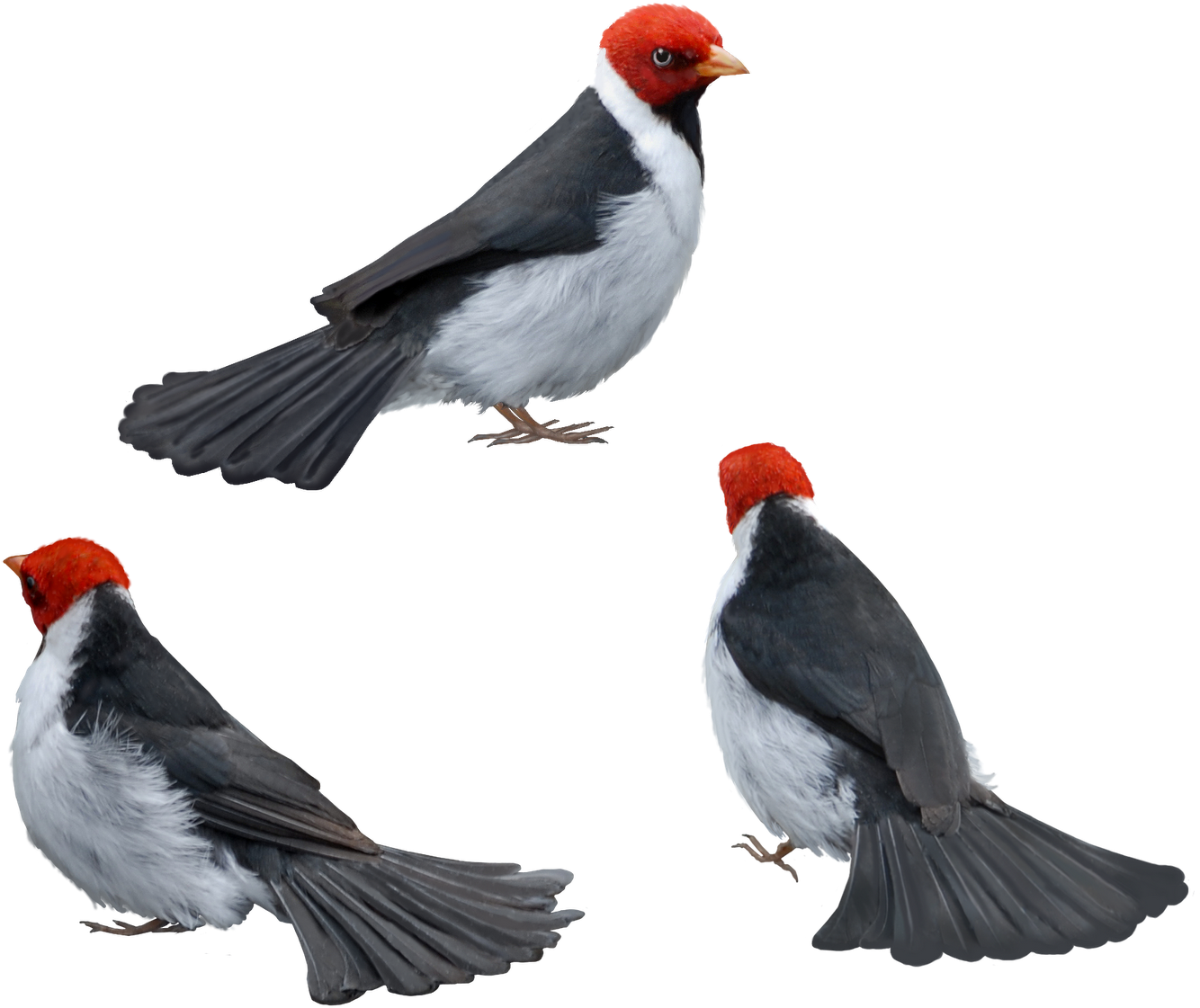 Aves Png - 2/4 - Bird (1600x1307), Png Download