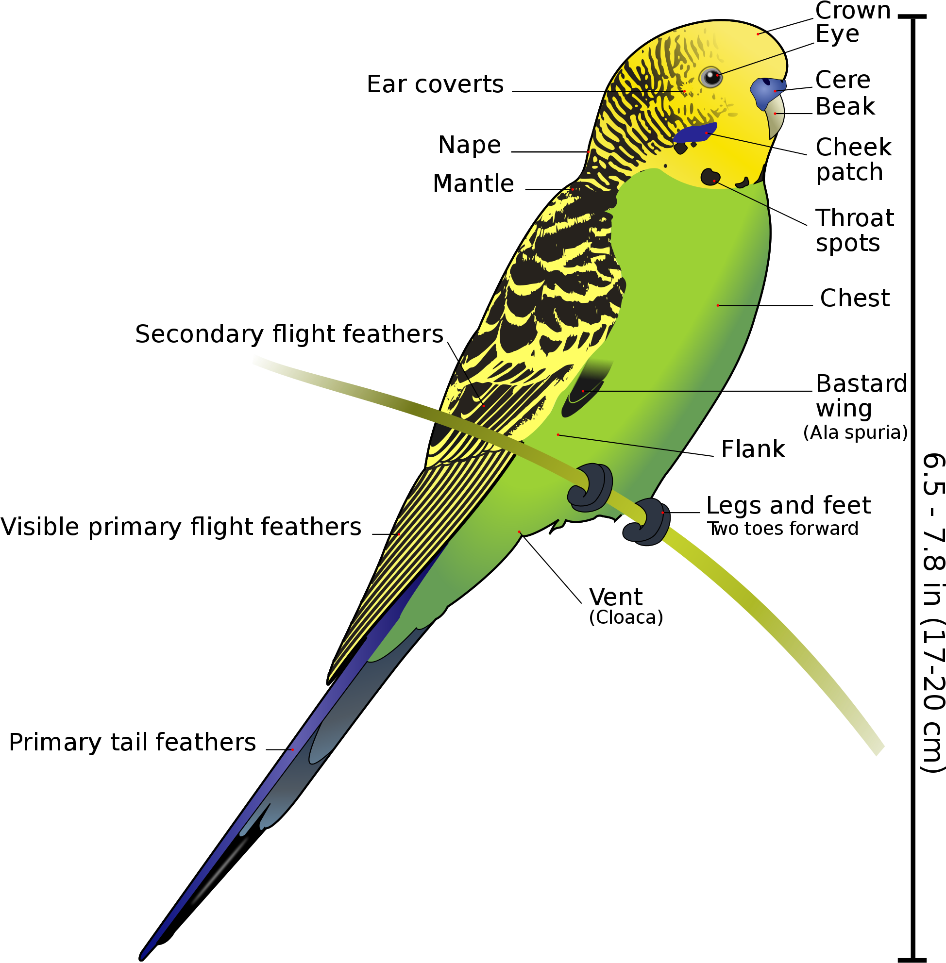 Anatomy And Physiology Of Aves Vertebrate Zoology Draw - Budgerigar Diagram (1000x1025), Png Download