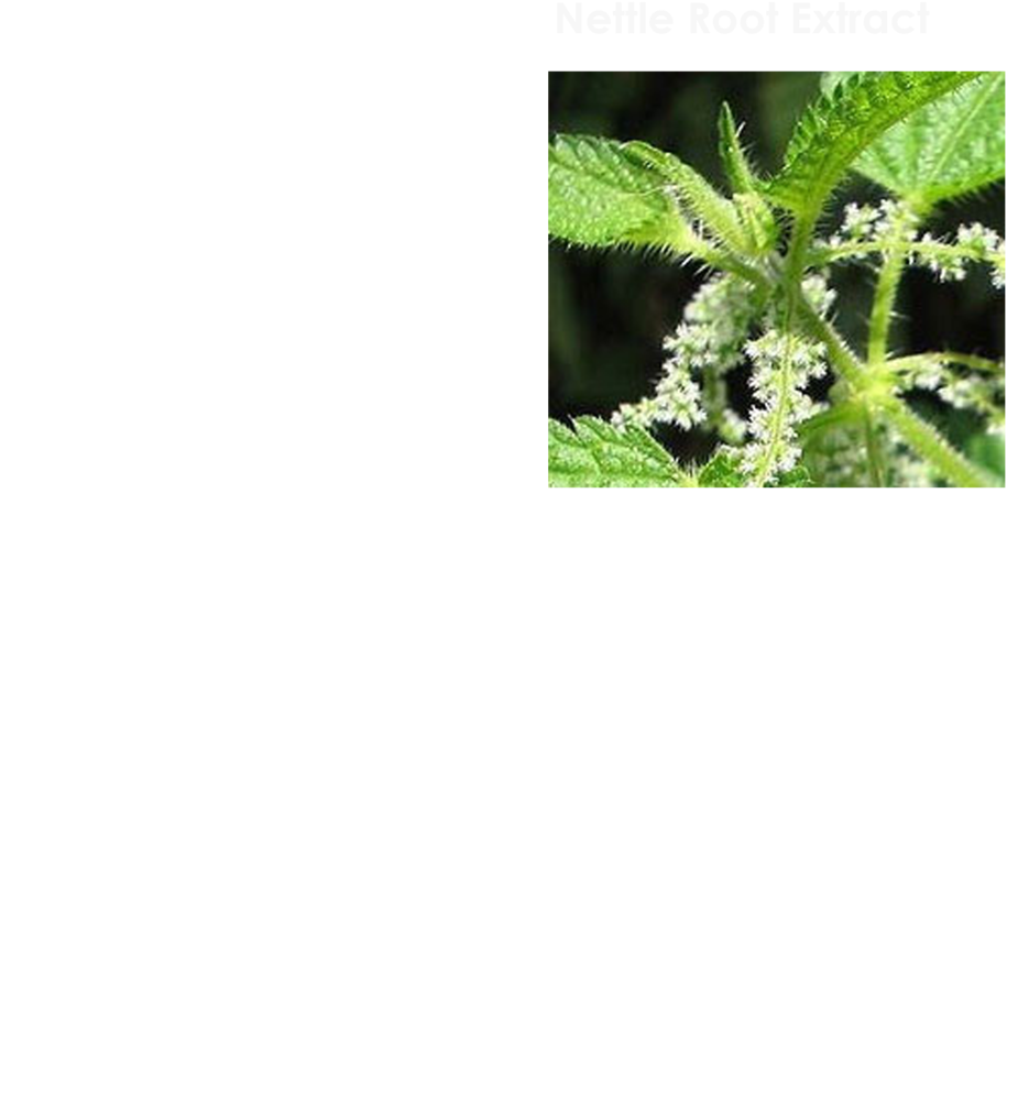 Pine2 - Herbal Gardens Of South Florida Inc. Nettle Herbal (1000x1153), Png Download