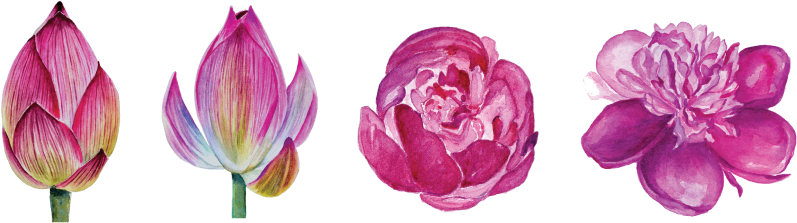 Flower Set Png - Portable Network Graphics (876x268), Png Download