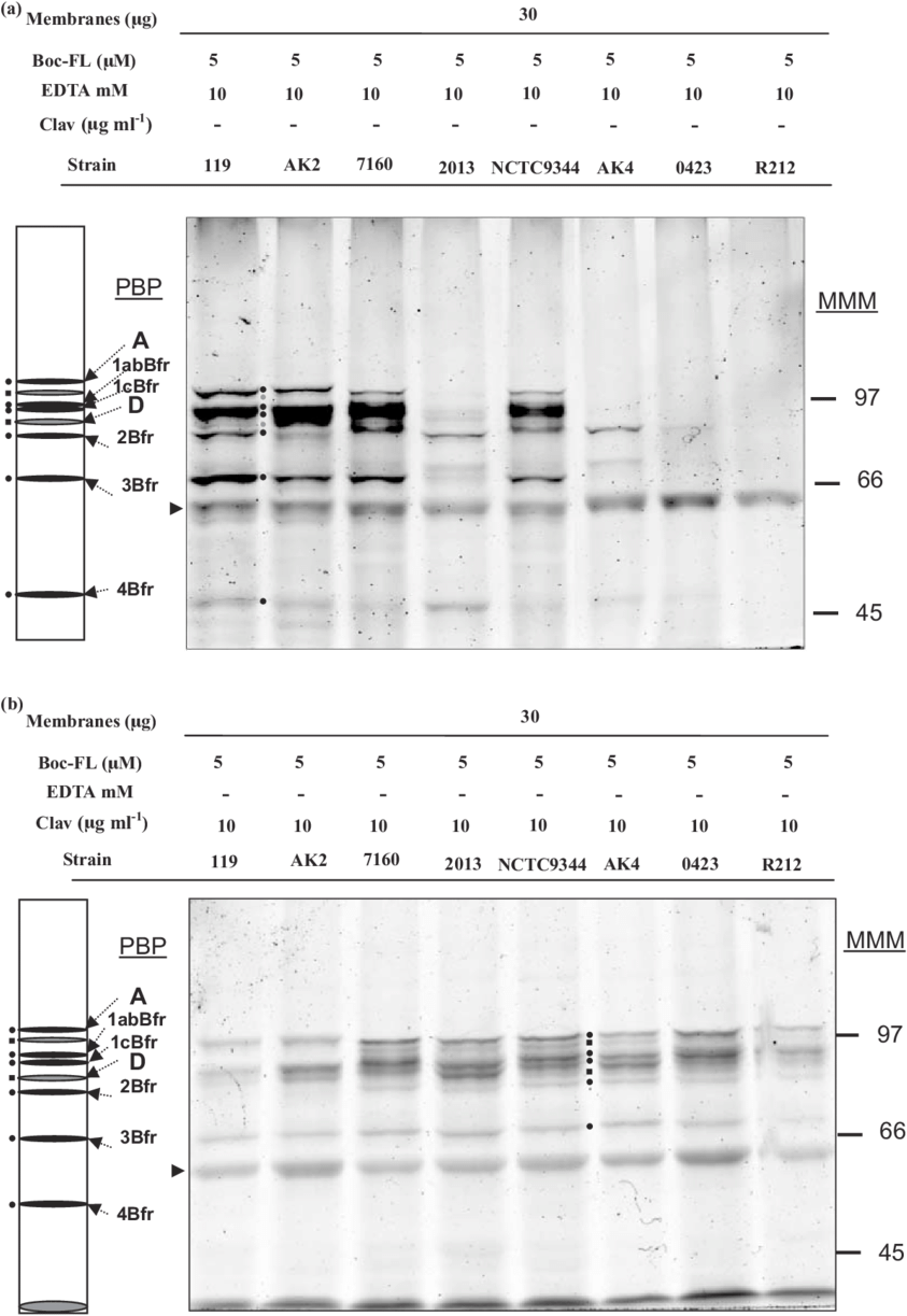Bocillin-fl Binding Of Membrane Extract Of B - Architecture (850x1229), Png Download