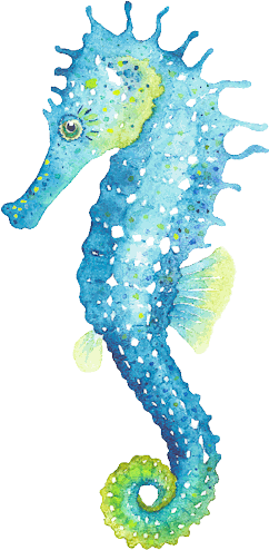 A Seahorse - Seahorse Illustration (300x525), Png Download